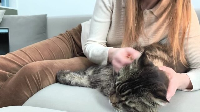 Cute maine coon cat enjoys when owner gently strokes head and fur on sofa. Large fluffy feline relaxes and stays calm during touch indoors at home. Pet affection comfort and cozy lifestyle