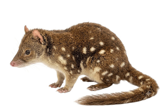 Spotted-tailed quoll isolated on pure white background