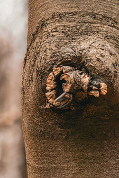 Tree Bark Texture with Knotted Branch Growth