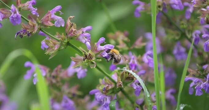 Hummel schleckt Nektar am Salbei und fliegt weiter