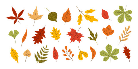 Set of colorful autumn leaf from different forest tree. Fall foliage collection of maple, oak, chestnut, ginkgo and fern leaf for seasonal september design, harvest festival or thanksgiving project. © Tetiana