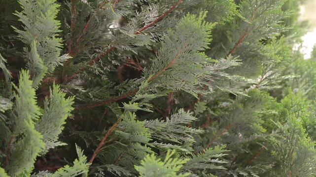 4K Green Conifer Branches Dense Needles Evergreen Tree Foliage Natural Outdoor Detail Texture Background