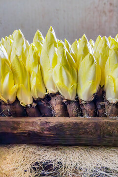 Professional growth of belgian endive / chicory on wooden shells