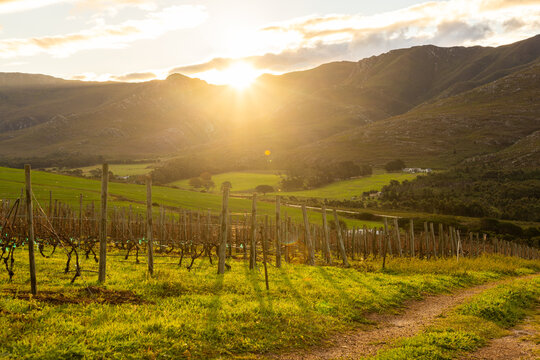 vineyard and Klein Mountains at sunset, Stanford South Africa