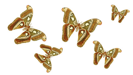 Set of beautiful attacus atlas moths isolated on transparent background © Mr. Sany