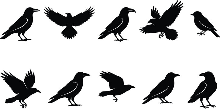 Black raven and crow silhouettes vector set containing various bird poses like flying, standing, and perching for design elements