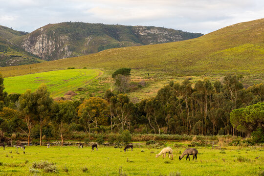 stanford, south africa, countryside, rural, agriculture, valley, hills, travel, panorama, outdoors, country, western cape, scenic, bucolic, view, sunset, trees, summer, hill, landscape, sky, nature, c