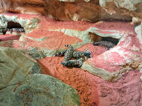 Venomous Gila monster lizards (Heloderma suspectum) resting on red sand near artificial caves inside a desert terrarium exhibit.