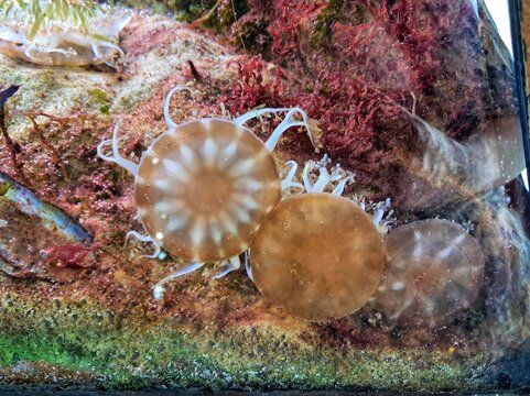 Several upside down jellyfish (Cassiopea) resting on the sandy bottom of a saltwater reef aquarium under bright illumination.