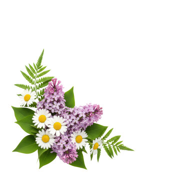 Delicate floral arrangement featuring fragrant purple lilacs and white chamomile daisies with lush green foliage on a transparent background, botanical elegance