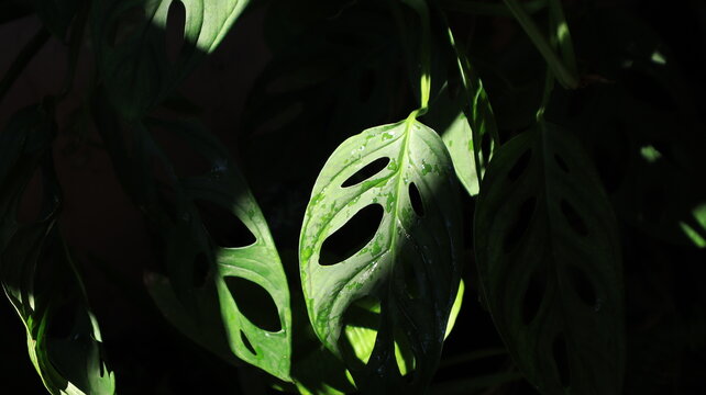 Monstera leaves are green with beautiful holes.