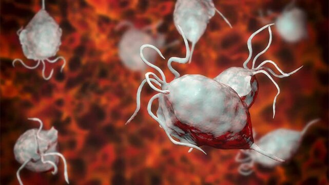 Trichomonas vaginalis trophozoites, 3D animation showing slowly rotating flagellated protozoa, illustrating sexually transmitted parasitic infection.