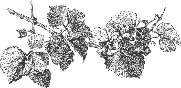 Vintage grapevine branch with leaves and tendrils detailed botanical illustration