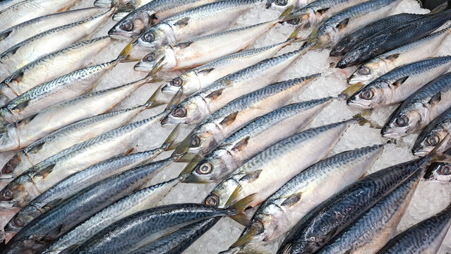 Freshly caught whole saba mackerel fish arranged on crushed ice background at local seafood market counter