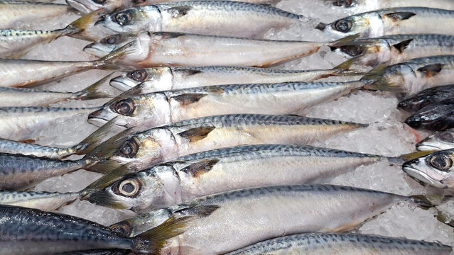 Fresh raw capelin shishamo or small sardine fish displayed on crushed ice background at market stall