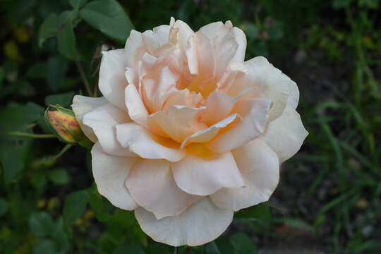 Rose Floribunda