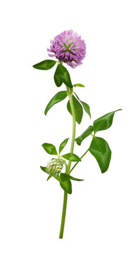 Pink clover flower and bud with green leaves isolated on white or transparent background. Profile view.