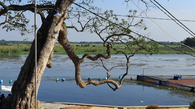 The branches of the trees that grow on the edge of the lake shed their leaves in the dry season and have a twisting and twisting shape.