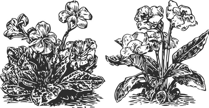 Vintage hand drawn primrose flowers set with leaves botanical black and white engraving illustration