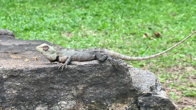 Wild garden lizard resting peacefully on a rugged stone, showcasing natural camouflage, reptile beauty, and outdoor wildlife habitat