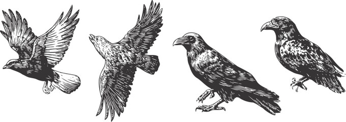 Obraz premium detailed black raven and crow illustrations in various poses wildlife bird collection