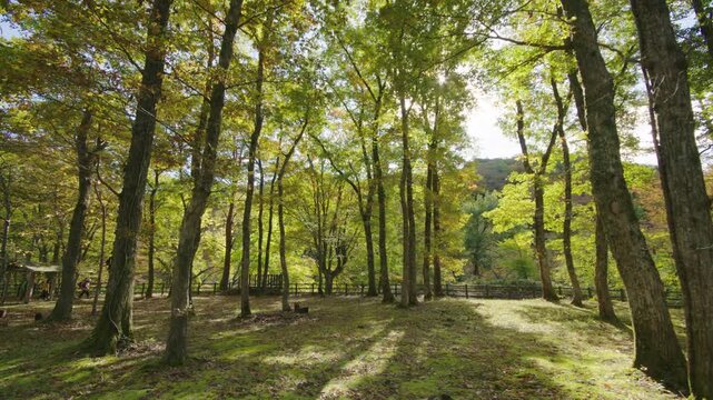 紅葉の名所 秋の鳴子峡の風景　Autumn scenery of Naruko Gorge, a famous spot for autumn foliage.