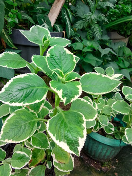 Close up of Coleus aromaticus Benth houseplant in garden with selective focus.