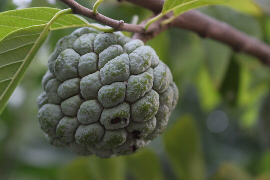 custard apple on the tree