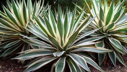 Fototapeta premium Three Agave Plants With Vibrant Green And Cream Colored Leaves