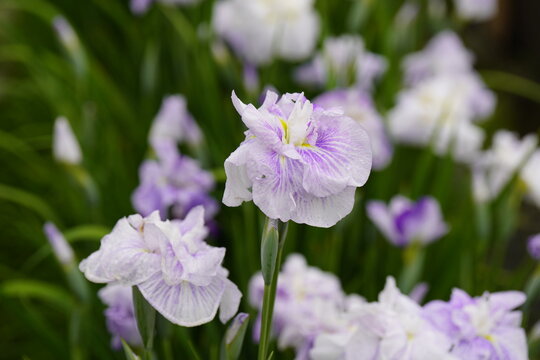 柳生花菖蒲園で花菖蒲の花が咲いています