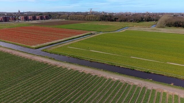 Aerial view of colorful agricultural fields with red flowering crop, green rows, water canals and distant town with church tower across flat rural landscape