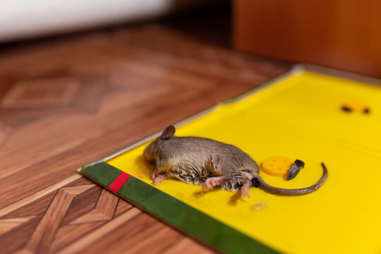 Mouse caught in a glue trap on a wooden floor indoors. Effective rodent control in home conditions demonstrating productivity and the concept of home safety