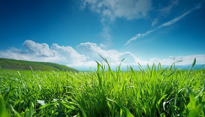 Obraz premium Green Grass And Blue Sky
