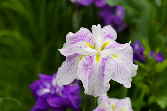 柳生花菖蒲園で花菖蒲の花が咲いています