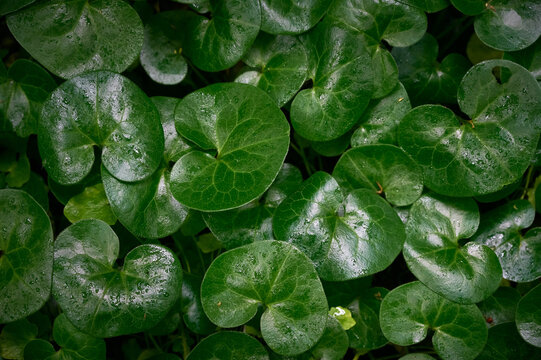 Top view of glossy green leaves of European wild ginger (Asarum europaeum) covered in water drops.