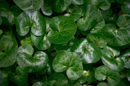 Top view of glossy green leaves of European wild ginger (Asarum europaeum) covered in water drops.