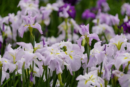 柳生花菖蒲園で花菖蒲の花が咲いています