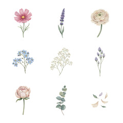 Fototapeta premium Botanical set includes cosmos, lavender, ranunculus, and baby's breath arranged as delicate watercolor illustrations.