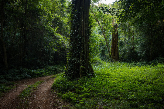 Forest path through dense woodland with tall trees