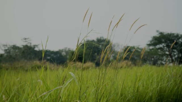 a view of the abundant grass growing in tropical areas, the flowers and leaves seem to move in the wind with a misty sky in the background