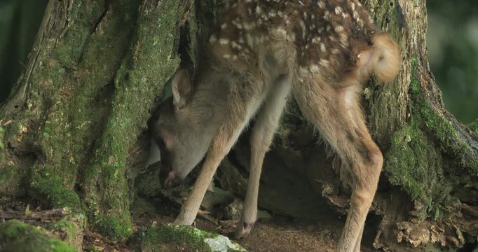 newborn fawn gently struggles to stand  in the woods