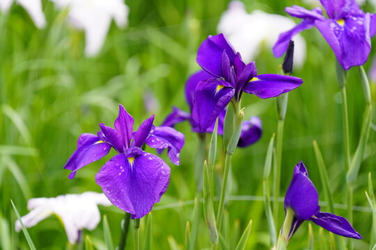 柳生花菖蒲園で花菖蒲の花が咲いています