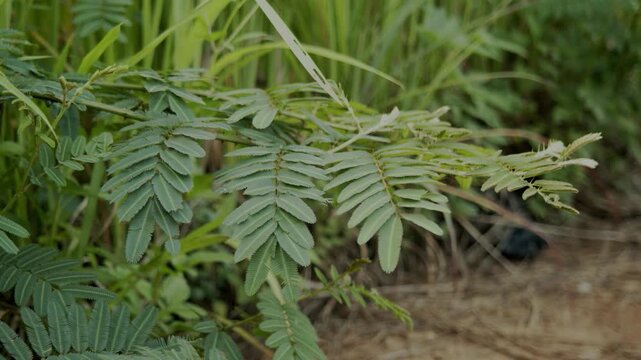 Mimosa pudica plants are very fertile, with green leaves