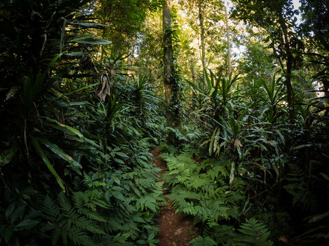 Lush forest path through dense tropical woodland