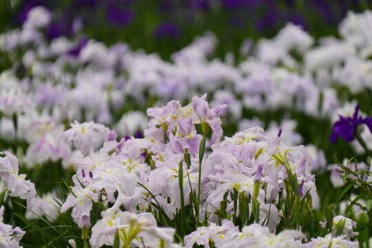 柳生花菖蒲園で花菖蒲の花が咲いています