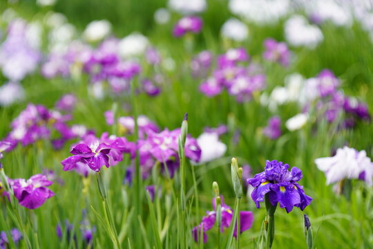 柳生花菖蒲園で花菖蒲の花が咲いています
