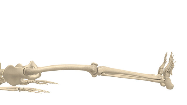 Skeleton Closeup Supine Bilateral Knee Extension Mask Alpha