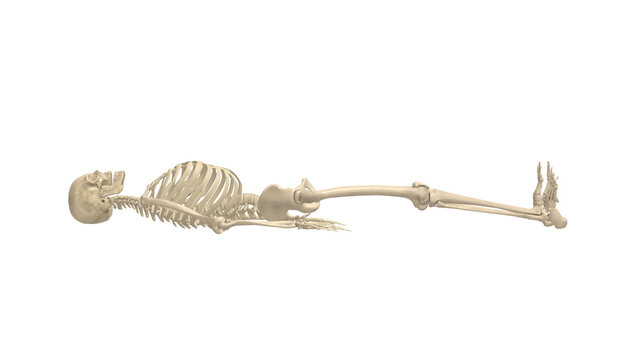 Skeleton Profile Supine Active Knee Extension Dorsiflexion Alpha