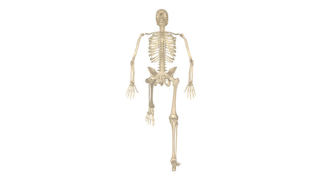 Skeleton Top View Supine Unilateral Knee Flexion Isolated Alpha