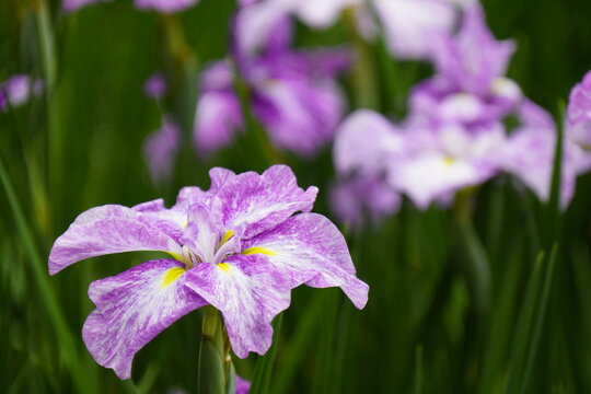 柳生花菖蒲園で花菖蒲の花が咲いています